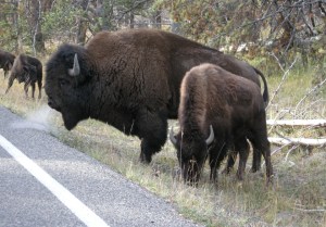 Bison Jam - mom and baby!