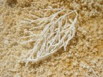 Mammoth Hot Springs - Closeup of Bacterial Mat