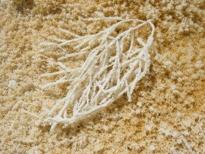 Mammoth Hot Springs - Closeup of Bacterial Mat