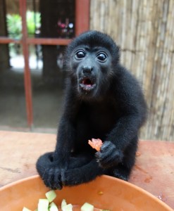 Baby monkey (we think Pipo)