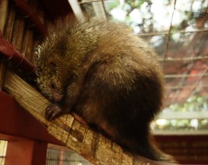 Baby Porcupine!