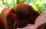 The baby sloth eats hibiscus flower