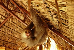 2 Toed Sloth in the Loft