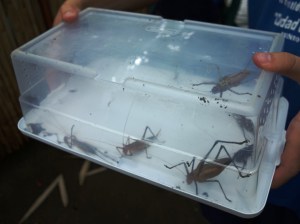 Our bug-treasure-hunt-booty