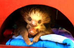 Charlie and Jeremy are put to bed