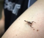 Jamie found a scorpion!