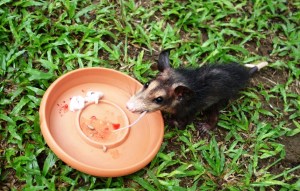 My little buddy, the possum "So ondor" or something... Means "So ugly, he is cute"?