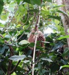 A sloth on our Puerto Viejo hotel property!!